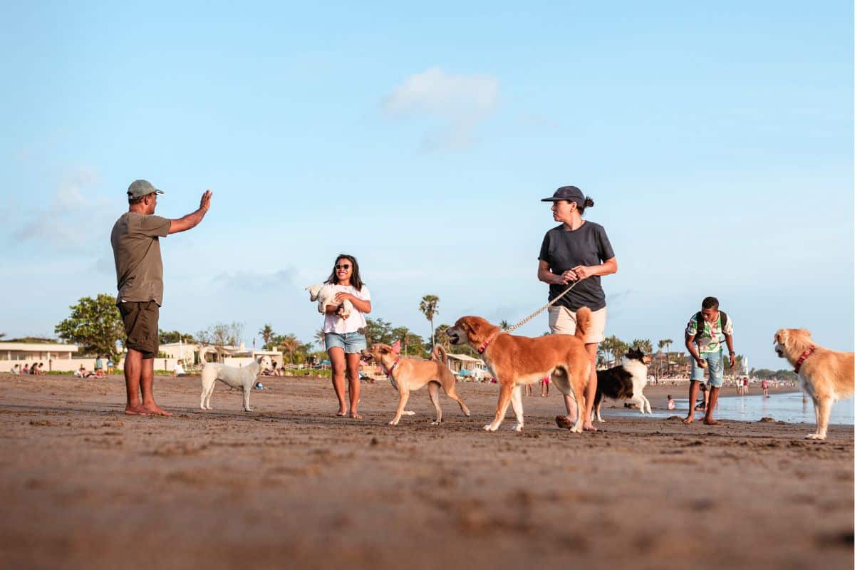 Bali Launches Rabies Alert Teams To Combat Transmission And Ensure Tourist Safety