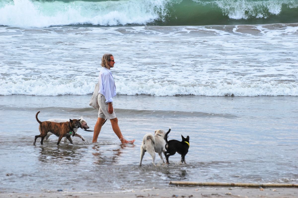 Bali's Anti-Rabies Vaccine Shortage Raises Concerns Among Tourists And Locals