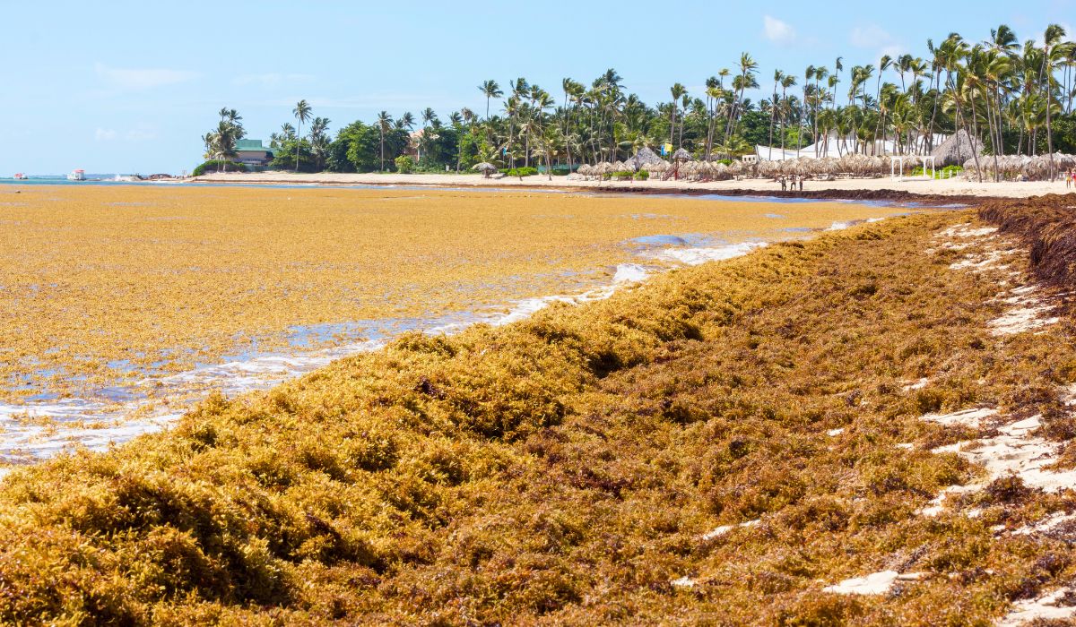 Decade of Sargassum: How's Brown Algae Damaging Caribbean Ecosystems and Tourism