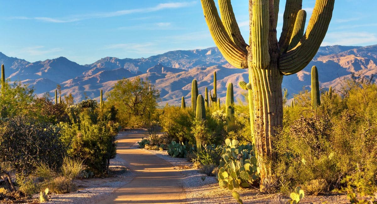 Now Is The Time To Visit Saguaro National Park If You Want To See The Desert In Bloom