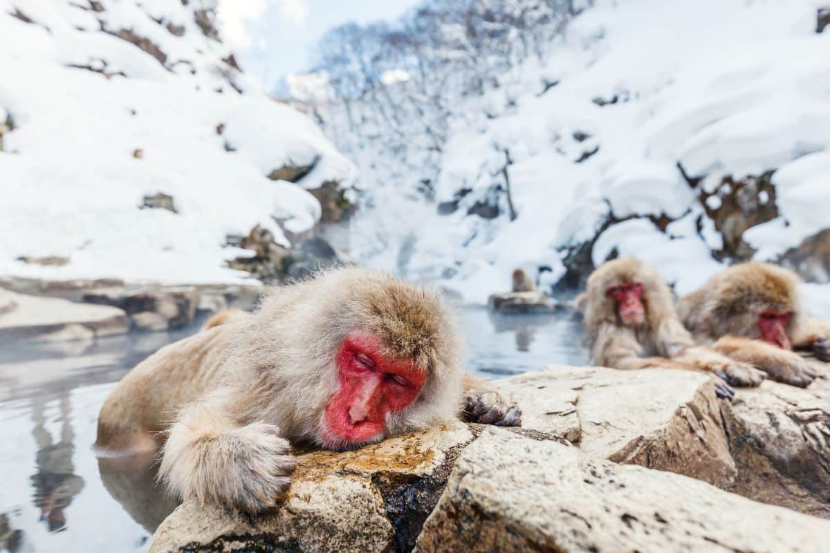 This Hidden Gem Is Where You Can Watch Monkeys Soak In Winter Jacuzzi